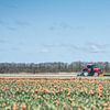 Tulpen op de boerderij van Marco Bakker