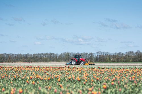 Tulpen op de boerderij