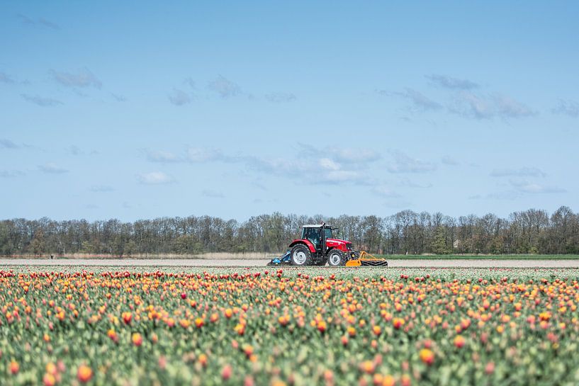 Tulpen op de boerderij von Marco Bakker