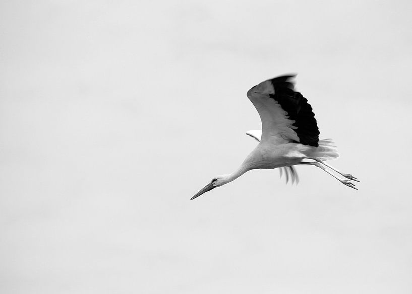 Storch im Flug ( schwarz und weiß ) von Jose Lok