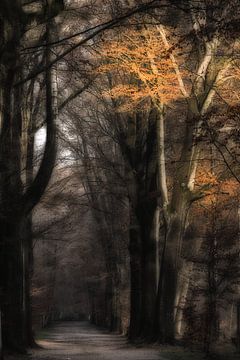 Herfst bos van Ingrid Van Damme fotografie