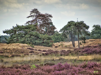 Heather in bloom