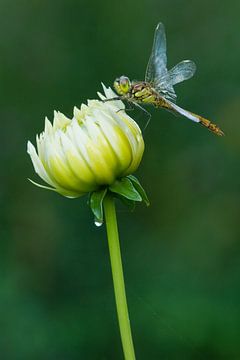 Ziegelroter Heidelibel auf Blume von Jeroen Stel