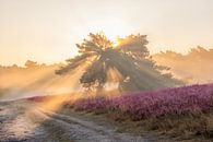 Zonnestralen en mist op de bloeiende Heide van John van de Gazelle thumbnail