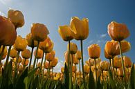 Gele tulpen van Simone Meijer thumbnail