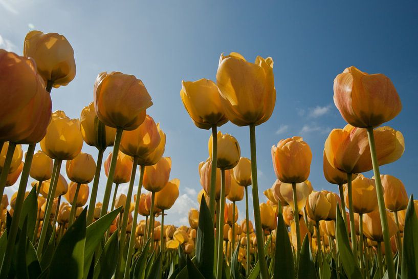 tulipes jaunes par Simone Meijer