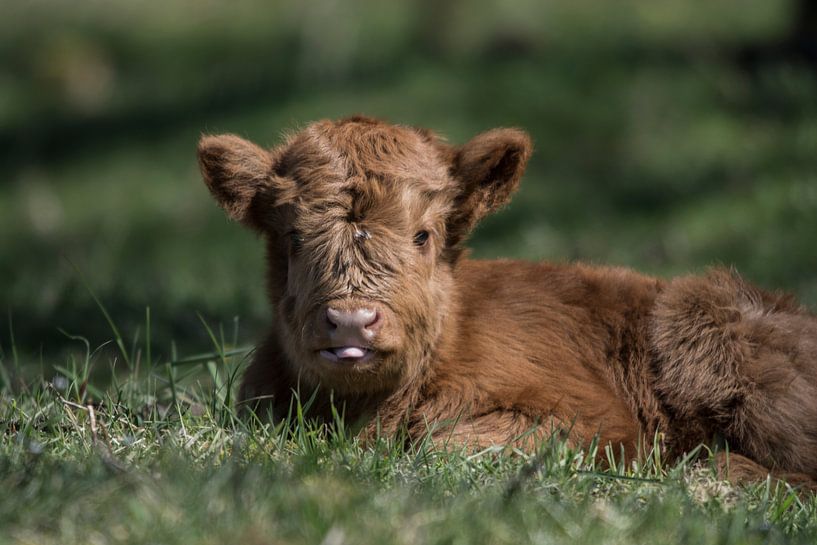 Highlander écossais à la langue bien pendue par Marc van Tilborg