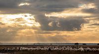 Schapen op het Dwingelderveld