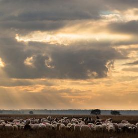 Moutons sur le Dwingelderveld sur Tony Ruiter