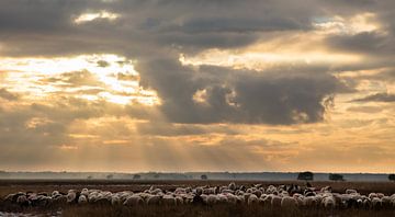Moutons sur le Dwingelderveld sur Tony Ruiter