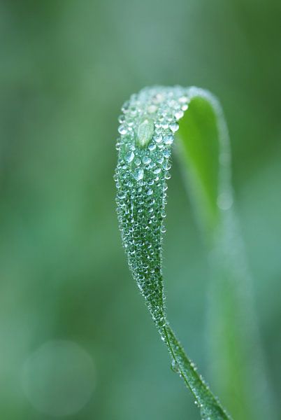dew by Hetwie van der Putten