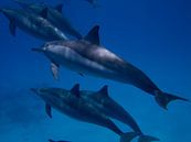 Dolphin by Michael Rust thumbnail