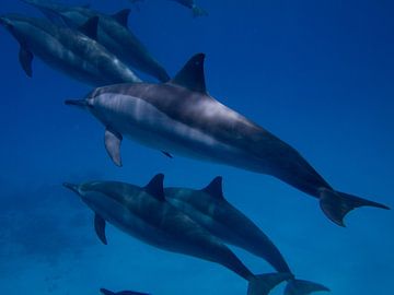 Dolphin von Michael Rust