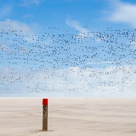 Vogelvlucht in zandstorm van Jan Huneman