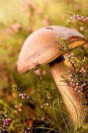 Mushroom with fly. by Alie Ekkelenkamp