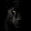 Jaguar noir dans une lumière tamisée – gros plan mystérieux et puissant sur un animal sauvage au regard intense sur Design Wall Arts