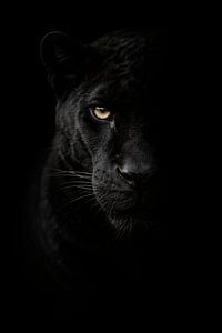 Jaguar noir dans une lumière tamisée – gros plan mystérieux et puissant sur un animal sauvage au regard intense