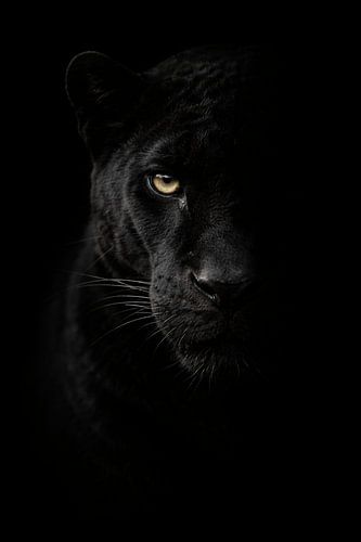 Black jaguar in low-key light – mysterious and powerful wildlife close-up with intense gaze
