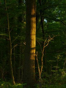 Bomen (Groningen - Pays-Bas) sur Marcel Kerdijk