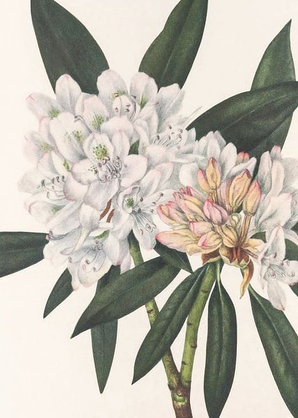 Rosebay Rhododendron From North American Wildflowers (1925) By Mary Vaux Walcott. by Pictufy 