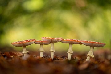 The magnificent five by Erwin Dijkshoorn