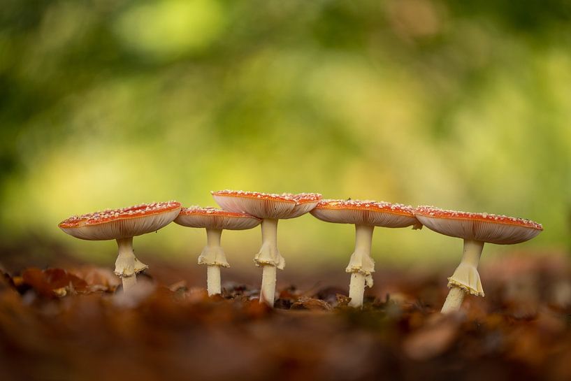 Les cinq magnifiques par Erwin Dijkshoorn