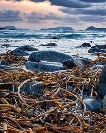Vagues déferlantes et algues sur une plage à Alnes, Godøy, Norvège sur qtx