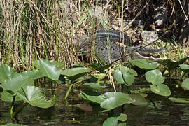 Krokodil in der Natur von Sylvia Natuur Fotograaf Groen