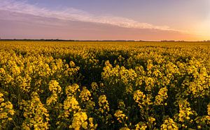 Rapssamen-Feld