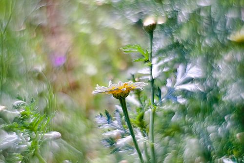 Blumen mit Vintage-Objektiv fotografiert