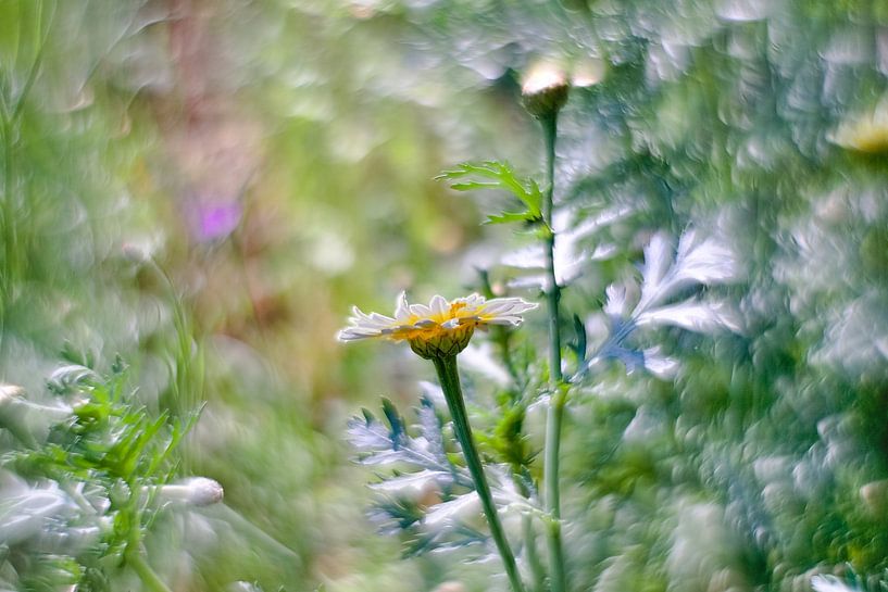 Fleurs photographiées avec un objectif vintage par Paul Groefsema