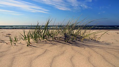 dunes