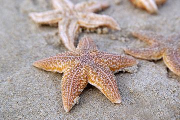 Zeester, starfish sur Yvonne Balvers