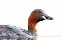 Grebe