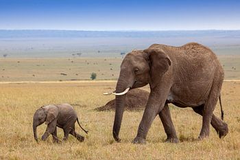 Maman avec un bébé éléphant