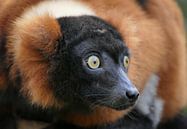 Der lemur von Carla van Zomeren Miniaturansicht