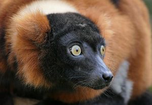 Der lemur