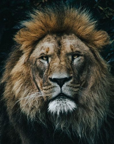 Porträt des Löwen
