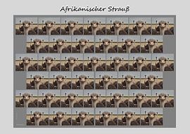 Afrikanischer Strauß von Matthias Brix