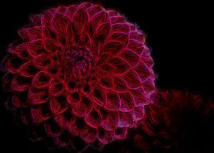 rot Dahlia