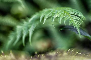 Fern - male fern (flex, fern, mas) by Marly De Kok