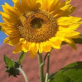 Sunflower by Eric Verhoeven
