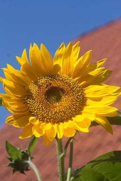 Zonnebloem van Eric Verhoeven