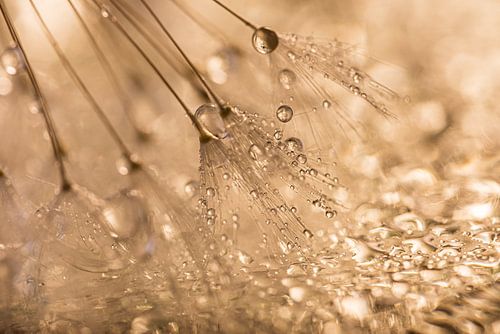 De gevallen pluizenbol