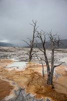 Yellowstone