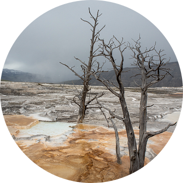 Yellowstone van A.Westveer