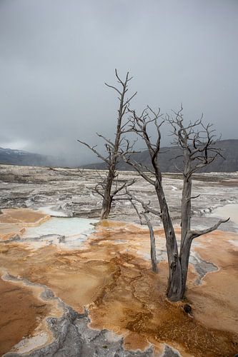 Yellowstone by A.Westveer