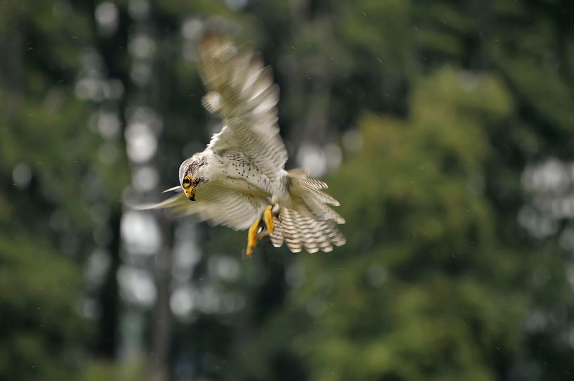 Valk von Jeannette Penris