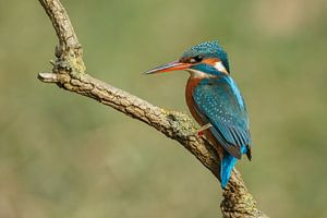 Eisvogel