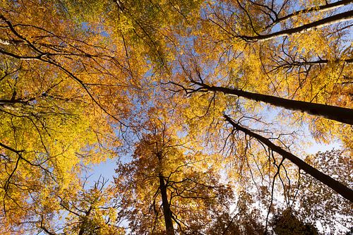 De gouden kleuren van de herfst